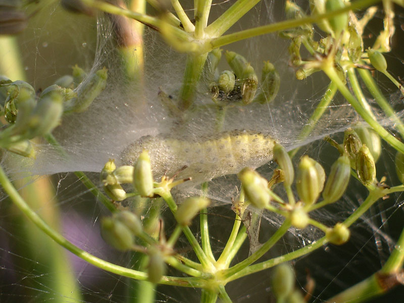 Bruco  da identificare - Sitochroa palealis